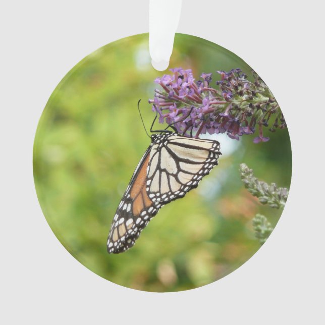 Monarque papillon sur Buddleia pourpre (devant)