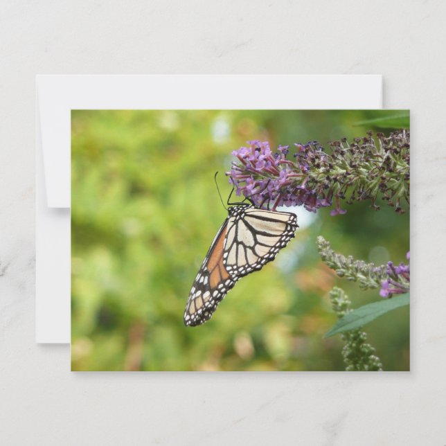 Monarque papillon sur Buddleia pourpre (Devant)