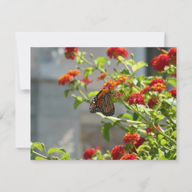 Monarque papillon sur buisson papillon rouge (Devant)