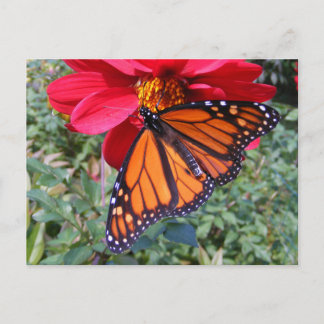 Monarque sur dahlia 4 ~ carte postale