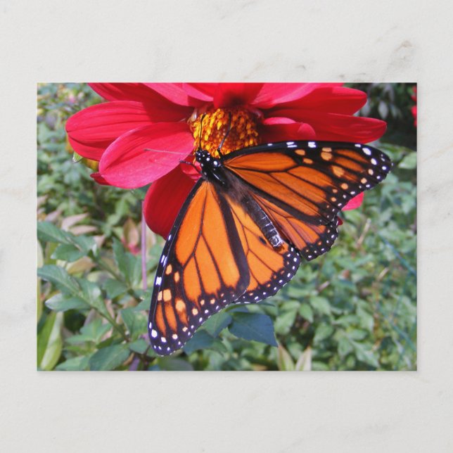 Monarque sur dahlia 4 ~ carte postale (Devant)