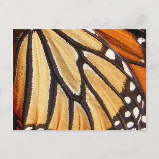 Monarque Wing ~ carte postale