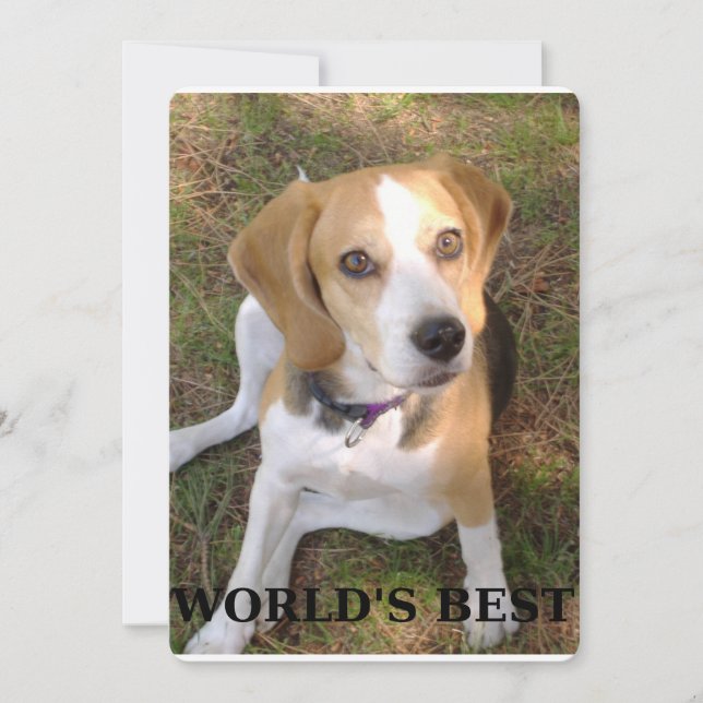 Mondes beagles (Devant)
