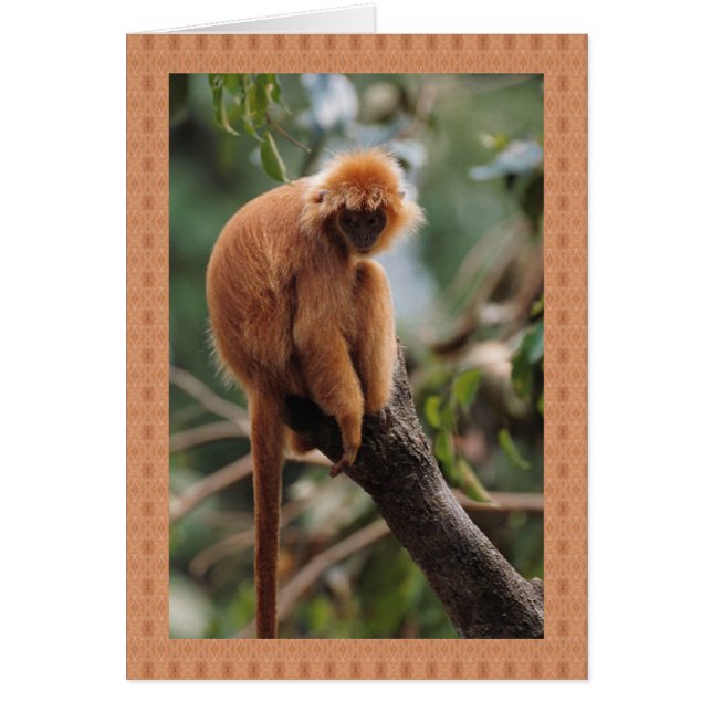 Monkey (Devant)