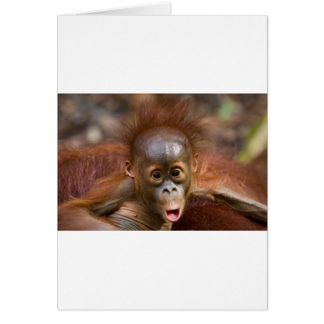 Monkey business 1 (Devant)