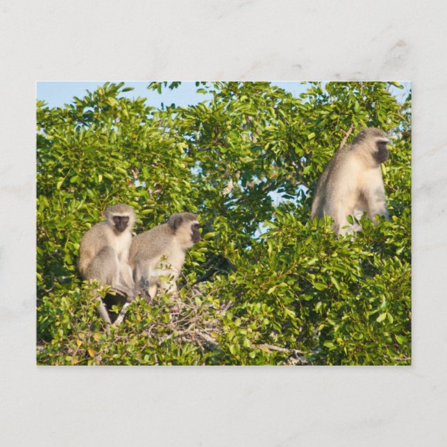 Monkey Voir carte postale (Devant)