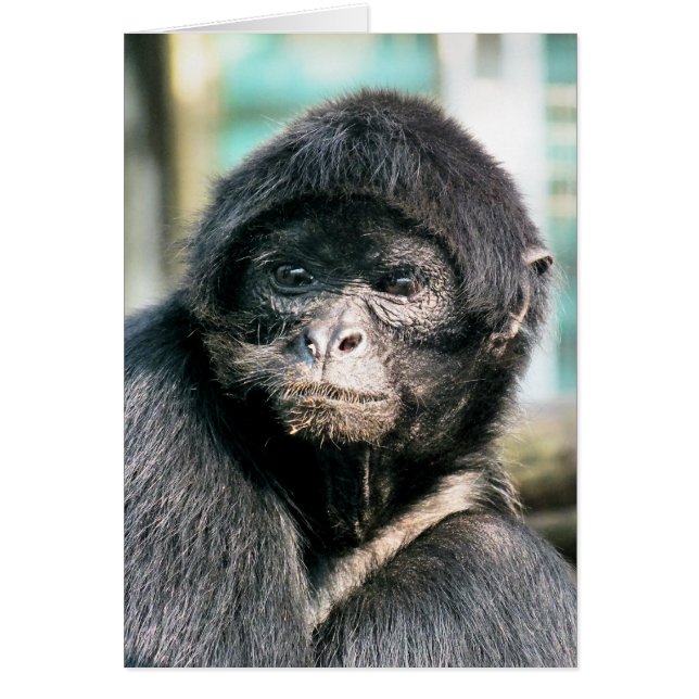 MONKEYCard À ÉPAISSEUR NOIRE CUTE (Devant)