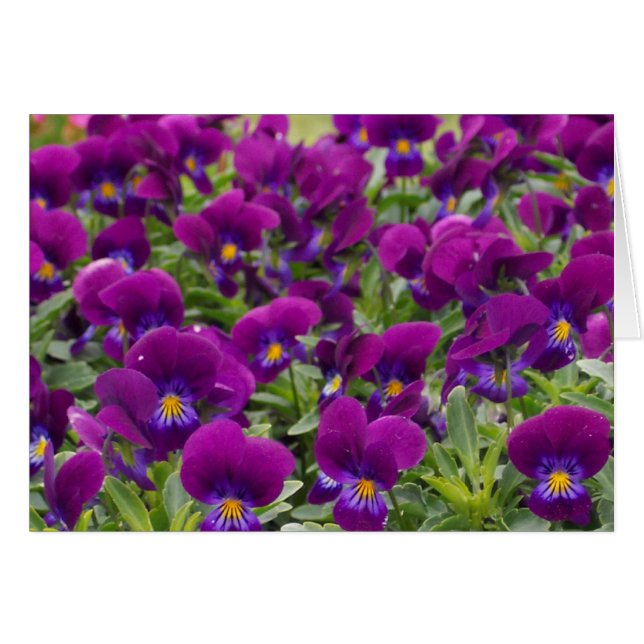 monkeyfaces (Devant horizontal)