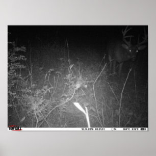Monster Trail Camera Buck Poster