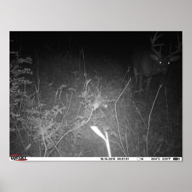 Monster Trail Camera Buck Poster (Devant)