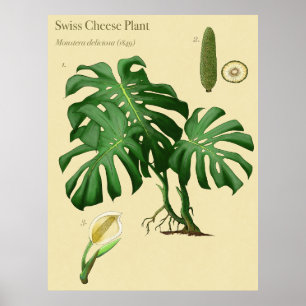 Monstera Swiss Cheese Poster Botanique