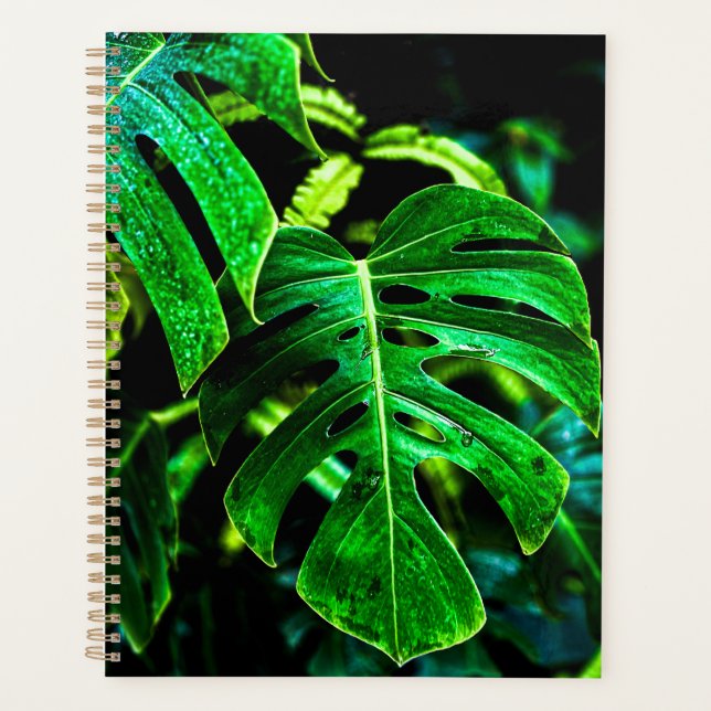 Monstera Tropicale Glow – Photographie de Feuille  (Devant)