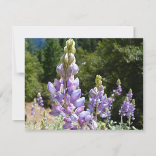 Mont Lupins
