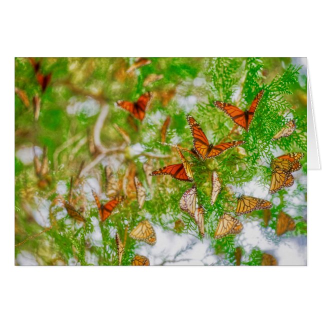 Montage de monarque (Devant horizontal)