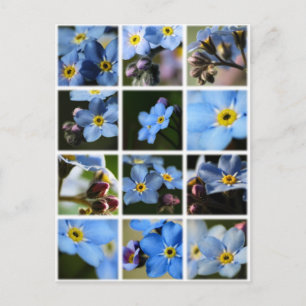 Montage de Myosotis 1 Carte postale