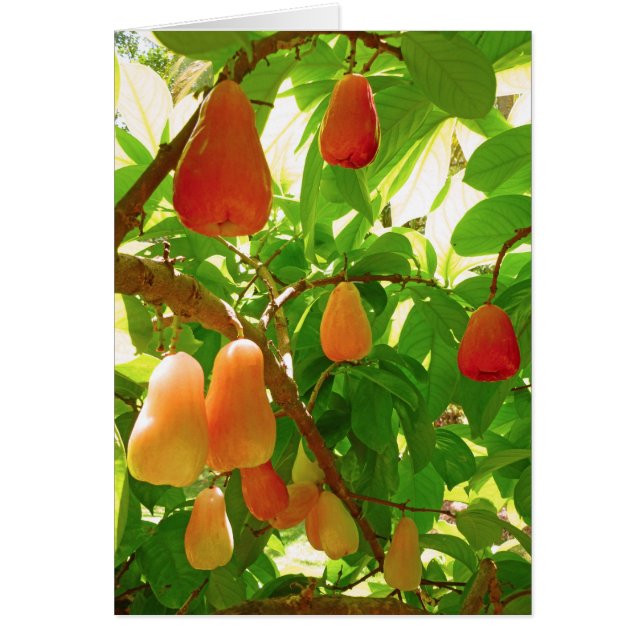 Montagne Apple (Devant)