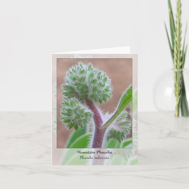 Montagne Phacelia - carte pour notes indigène (Devant)