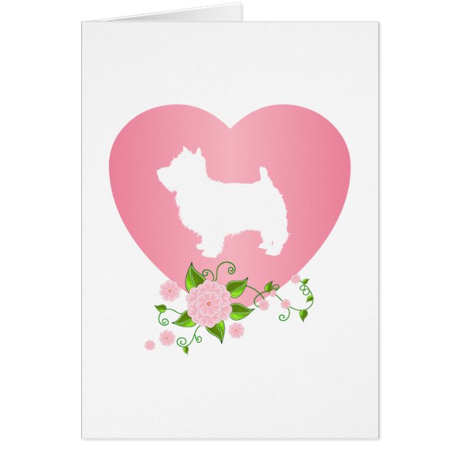 Montagne Terrier blanc occidentale (Devant)
