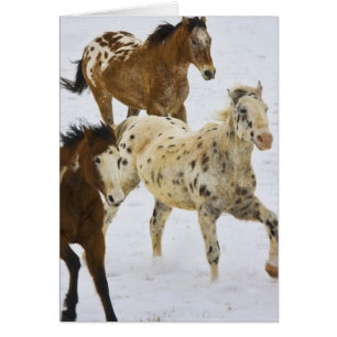 Montagnes Big Horn, Chevaux courant dans la neige