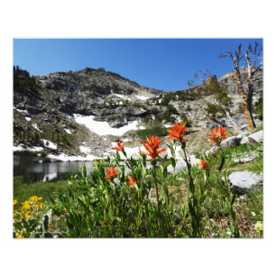 Montagnes, fleurs sauvages, copie 20" de photo de