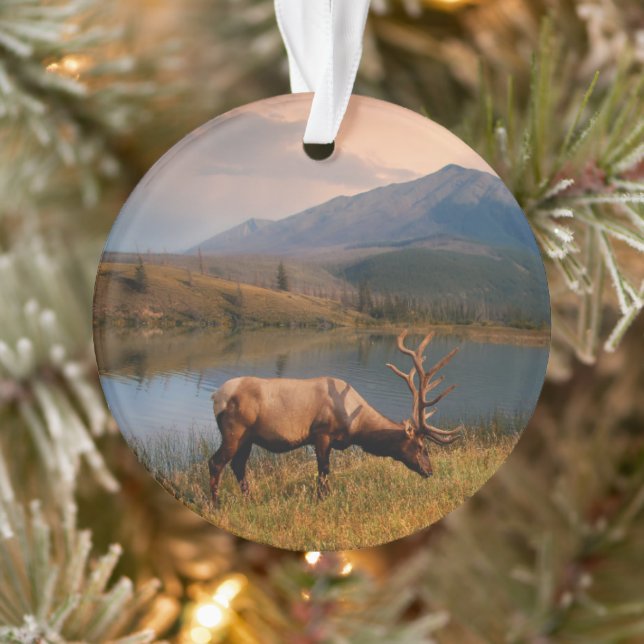 Montagnes | Jacques Mountain Range Alberta Canada (Arbre)