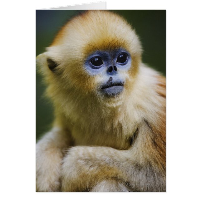 Montagnes Qinling, octobre 2006 (Devant)