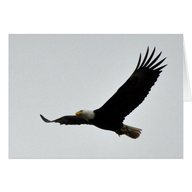 Montée d'Eagle chauve (Devant horizontal)
