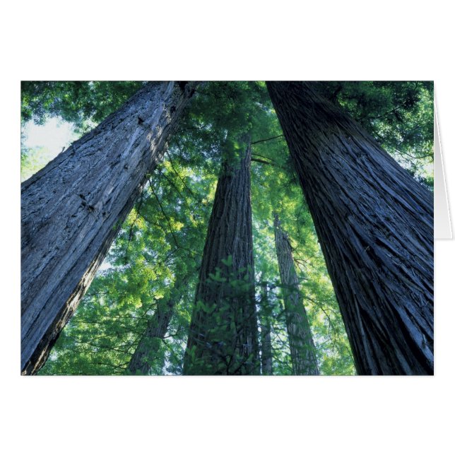 Montgomery Woods State Reserve, Californie. (Devant horizontal)