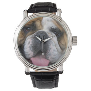 Montre A English bulldog en Belgique.