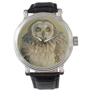 Montre à oreilles courtes de hibou
