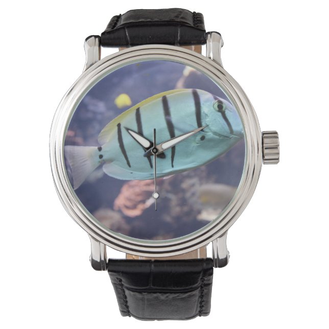 Montre Acanthurus triostegus (devant)