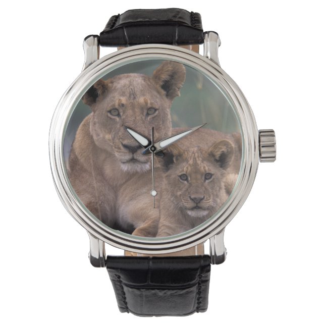 Montre Afrique, Botswana, Delta de l'Okavango. Lions (devant)