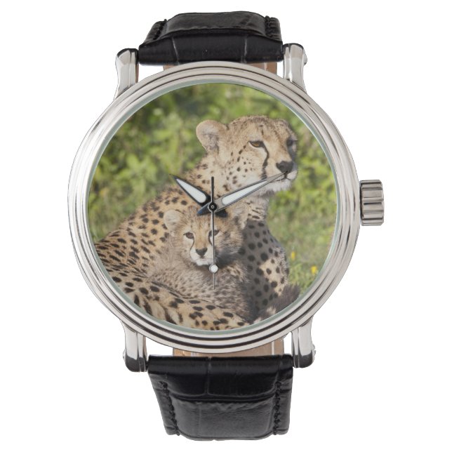 Montre Afrique. Tanzanie. Guépère mère et petits 2 (devant)