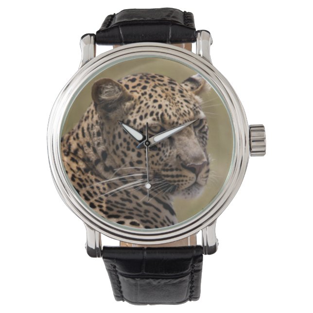 Montre Afrique, Tanzanie, Serengeti. Léopard (devant)