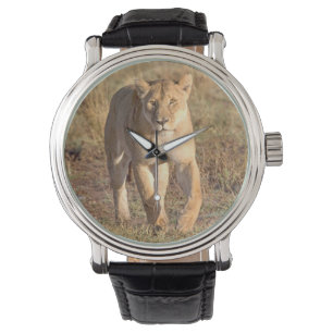 Montre Afrique, Tanzanie, Serengeti. Lion et lionne