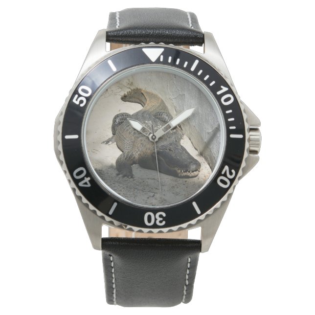 Montre Alligator, Fort Lauderdale, Floride (devant)