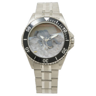 Montre Alligator, Fort Lauderdale, Floride