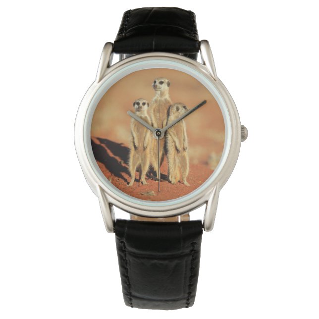 Montre Animaux de bébés cutest | 3 Meerkats (devant)