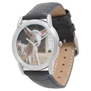 Montre Animaux de bébés cutest Agneau mignon dans une f