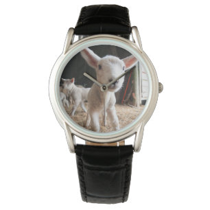 Montre Animaux de bébés cutest Agneau mignon dans une f