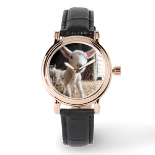 Montre Animaux de bébés cutest Agneau mignon dans une f