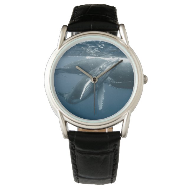 Montre Animaux de bébés cutest | Calf de baleine à bosse (devant)