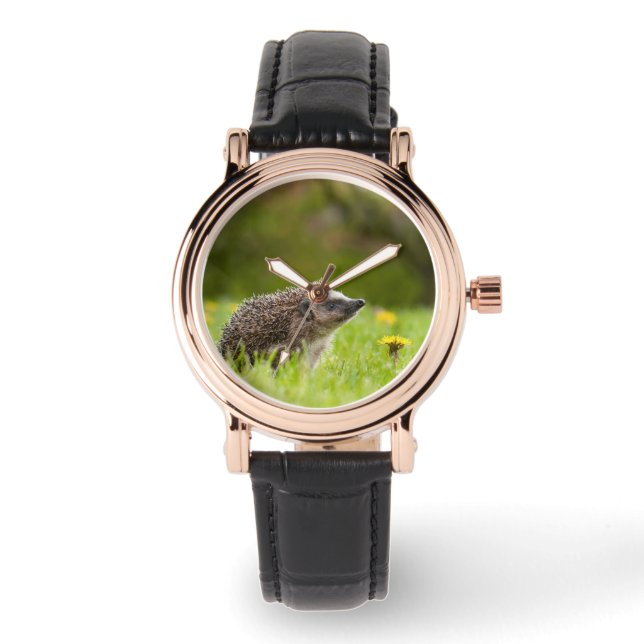 Montre Animaux de bébés cutest | Hérisson européen (Recto)