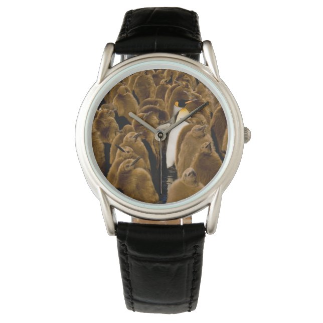 Montre Animaux de bébés cutest | Pingouin parmi les jeune (devant)