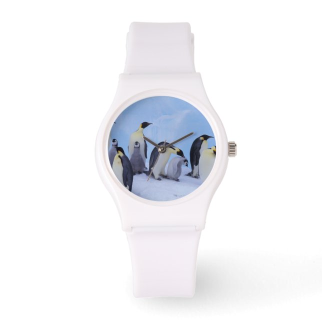 Montre Antarctique, Manchots empereurs (Recto)