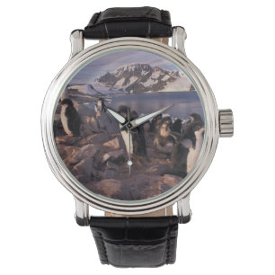 Montre Antarctique, poussins de pingouin d'Adelie