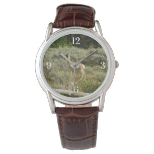 Montre Antilocapre dans le parc national de Grand Teton
