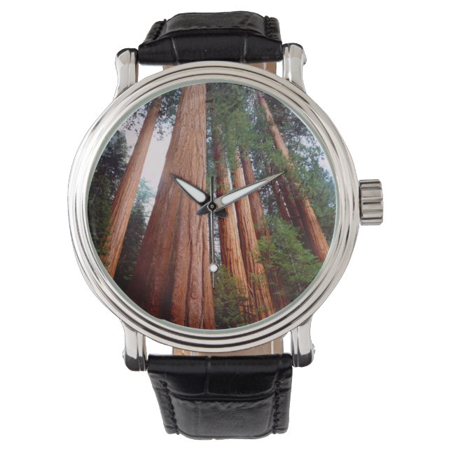Montre Arbres séquoias géants à feuilles persistantes (devant)