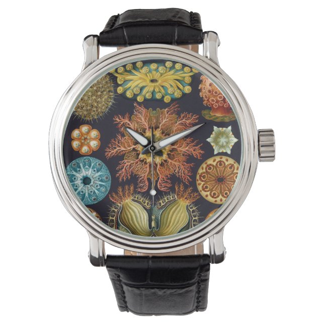 Montre Ascidiae par Ernst Haeckel, Animaux Marins Anciens (devant)