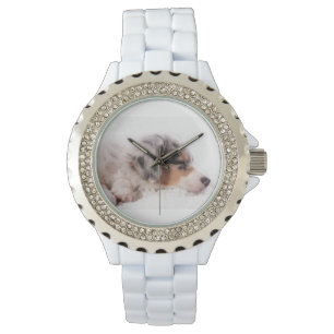 Montre Australian shepherd puppy